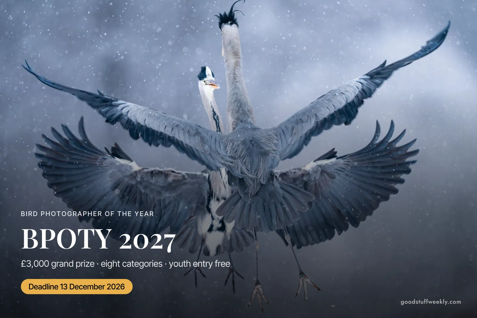 Grey heron landing with wings spread in snow, with the title BPOTY 2027